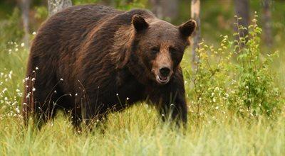 Niedźwiedzie ruszyły na żer, mogą być groźne. Ostrzeżenia dla turystów