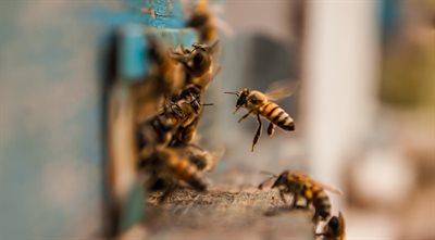 Jak żyją pszczoły? Ciekawostki o ulach i pszczołach w "Popołudniku" PRD