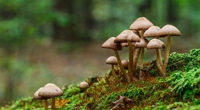 Jakie jest znaczenie grzybów w przyrodzie? Czy te organizmy pomogą nam zmienić świat?