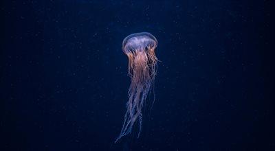 Meduzy opanowują oceany i elektrownie