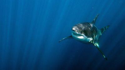Dziwne zachowanie rekinów na Morzu Karaibskim. Naukowcy uważają, że winna jest... kokaina