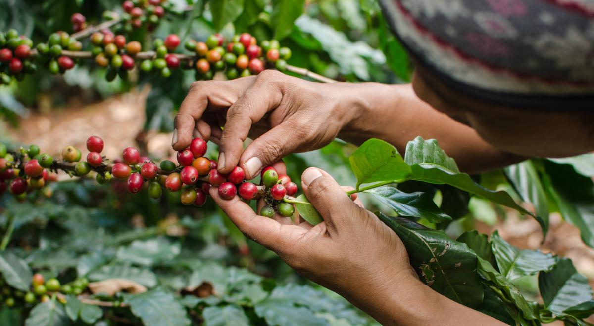 Anomalie pogodowe zagrażają uprawom kawy. Czy to odbije się na cenach czarnego napoju?