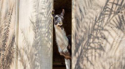 Czy zwierzęta z warszawskiego zoo interesują się życiem swoich sąsiadów? 