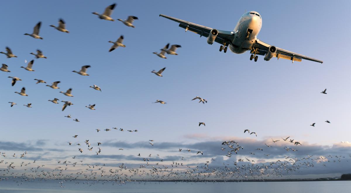 Ptaki i samoloty. Co robić, by nie było kursów kolizyjnych?