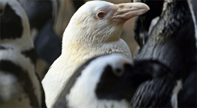 Kokosanka - rzadki pingwin-albinos z gdańskiego zoo - podbija serca całego świata
