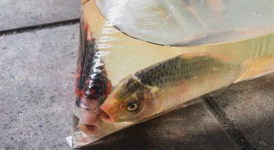 Obrońcy praw zwierząt apelują o zakaz sprzedaży żywych ryb na targowiskach
