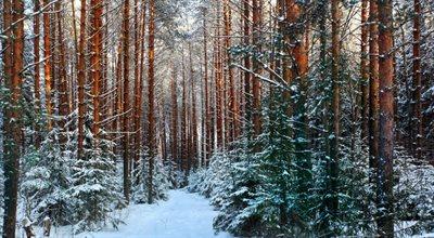 UE chce rozszerzyć swoje kompetencje o lasy. Minister Moskwa: nie ma na to naszej zgody