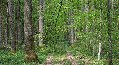 Lasów w Polsce jest coraz więcej. "Zapewniają miejsca pracy, wypracowują PKB"