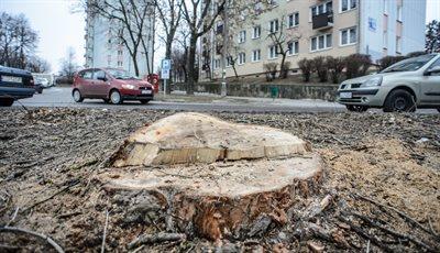 Sejm znowelizował przepisy ws. wycinki drzew na prywatnych gruntach