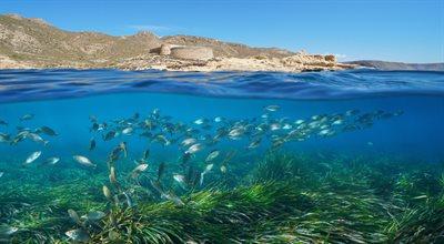 Posidonia australis. Trawa morska największą rośliną na świecie?