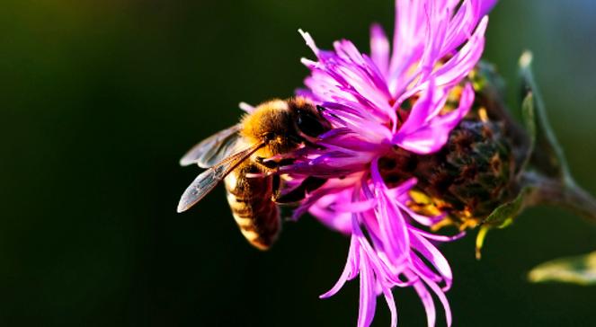 Czy możliwy jest świat bez pszczół?