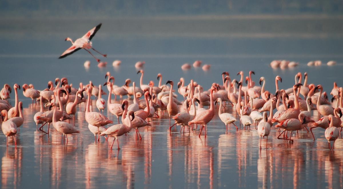 Dlaczego flamingi stały się modne? 