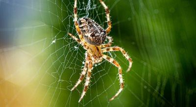Aplikacja wyleczy strach przed pająkami