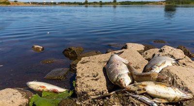 Śnięte ryby w Odrze. Szef MON: terytorialsi i wojska operacyjne będą pomagać w usuwaniu zanieczyszczeń