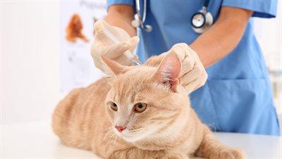 Czy koty trzeba szczepić przeciwko wściekliźnie? 