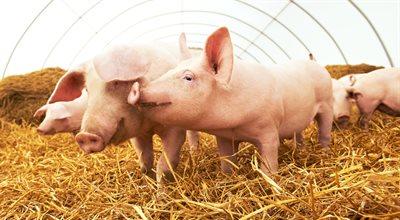 Ostatni dzień na złożenie wniosku o wsparcie dla hodowców świń. Ministerstwo rolnictwa przypomina