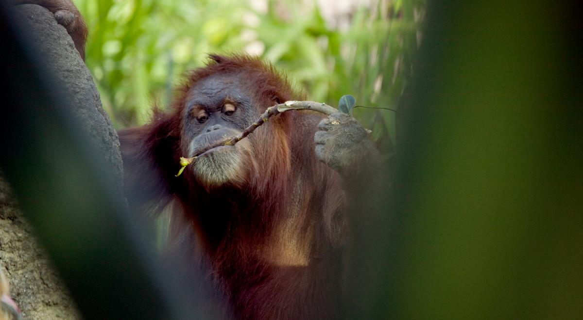 Co zagraża orangutanom na Borneo?