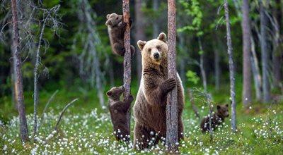 Co robić, gdy spotkamy niedźwiedzia? Na pewno nie "selfie z misiem"!