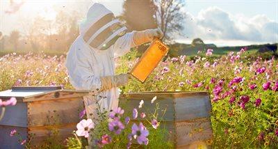 Zawdzięczamy im nie tylko miód, ale też większość owoców i warzyw. Dziś Wielki Dzień Pszczół