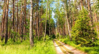Leśnictwo i gospodarka leśna. Premier Morawiecki: powinny pozostać w gestii poszczególnych krajów UE