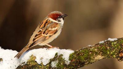 Zimowe Ptakoliczenie - akcja edukacyjna dla wszystkich miłośników ptaków