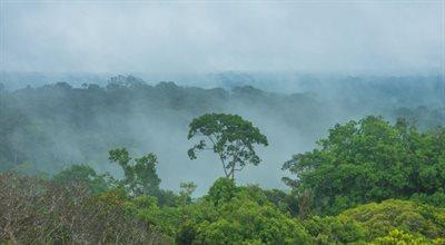 W środku Puszczy Amazońskiej powstanie autostrada? Brazylijski parlament uchwalił ustawę