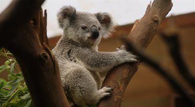 W Australii zmniejsza się populacja koali. "Spadek jest dramatyczny" 