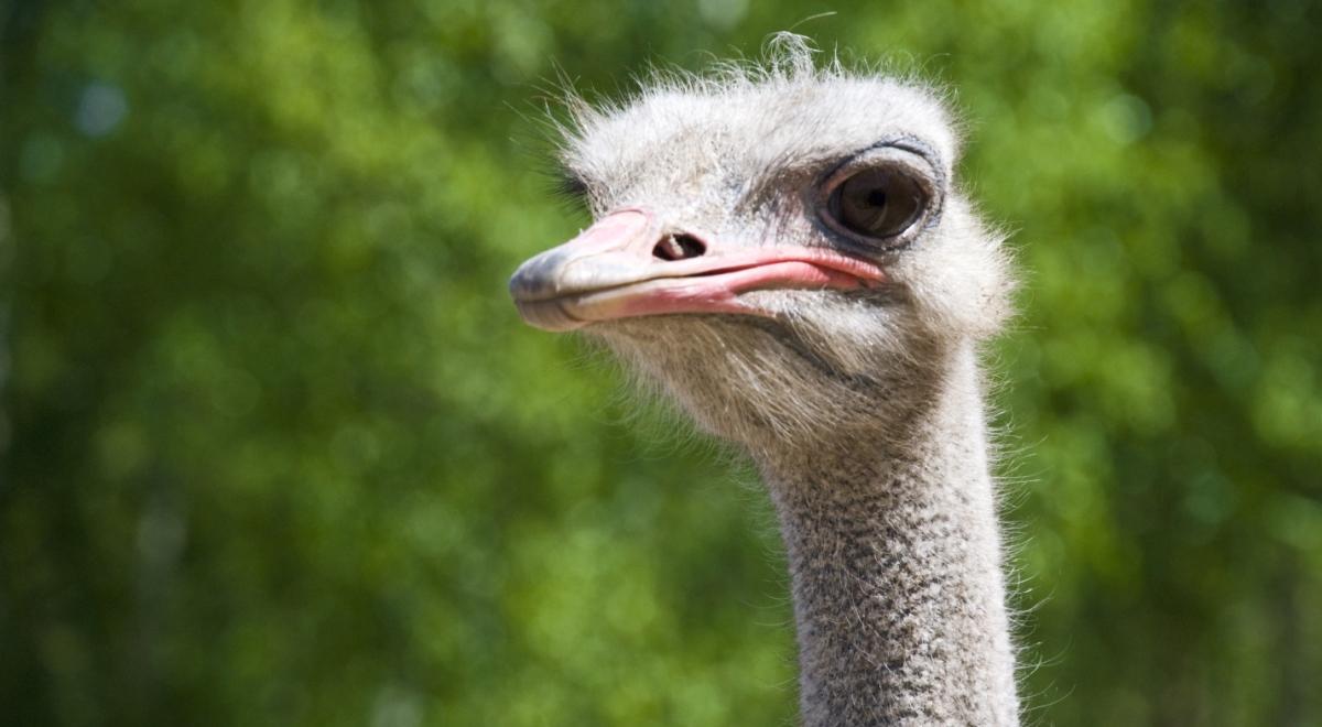 Emu – ptaki, które kradną dzieci