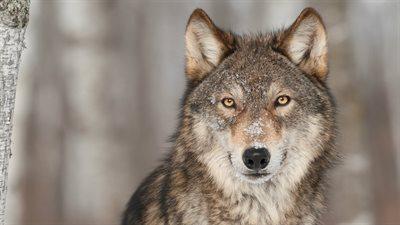 Lubuskie: mieszkańcy wsi Mosina obawiają się wilków. Odnotowano przypadki zagryzień zwierząt
