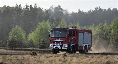 Pożary lasów w Wielkopolsce. Z żywiołem walczyło kilkadziesiąt jednostek straży