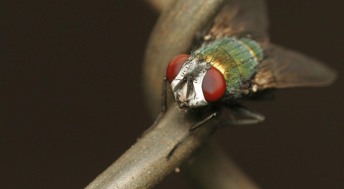 Dlaczego muchy krążą pod żyrandolem?