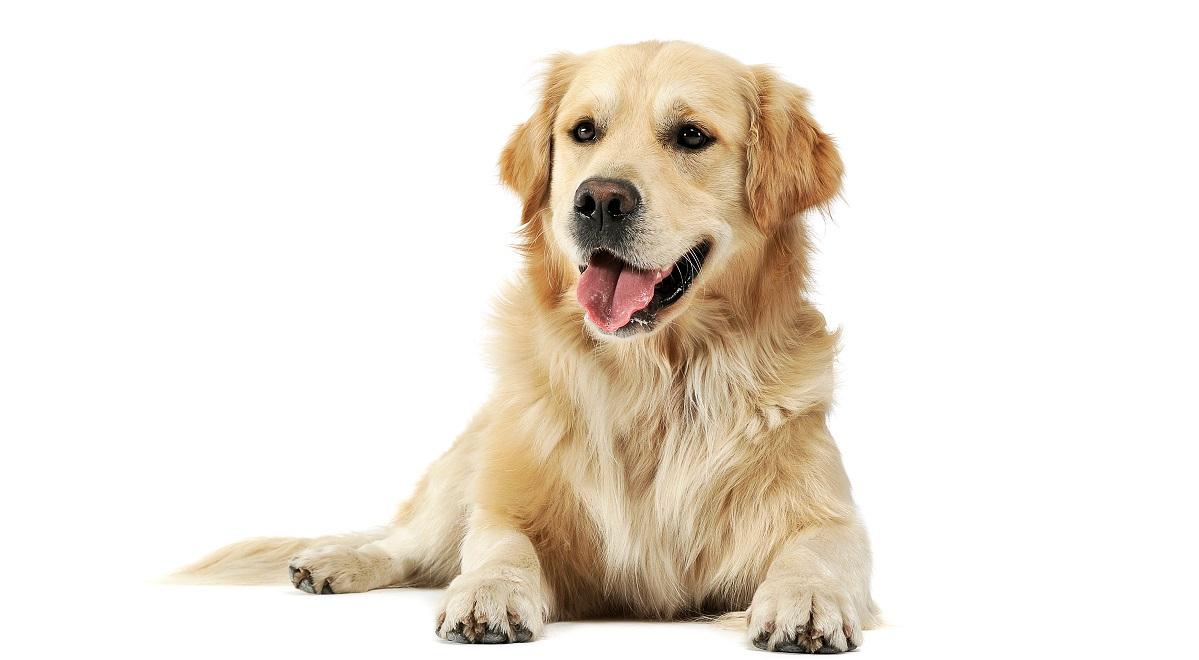 Golden retriever – uroczy pies, ale nie dla kanapowca