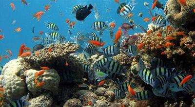 Czar raf koralowych. Snorkeling - sposób na ich podziwianie
