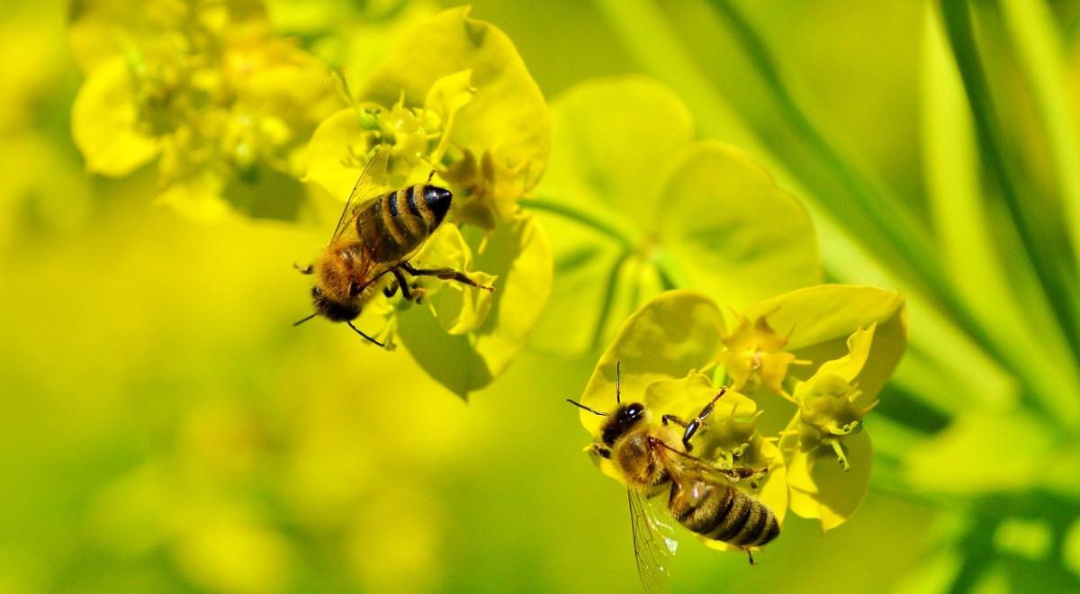 Wspólna przyszłość ludzi i pszczół 
