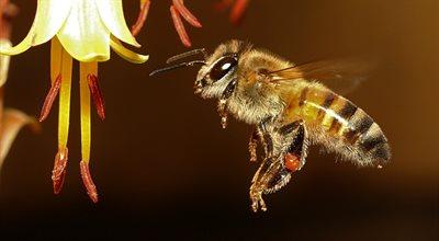 Jad pszczeli może uczulać. Co robić po użądleniu?