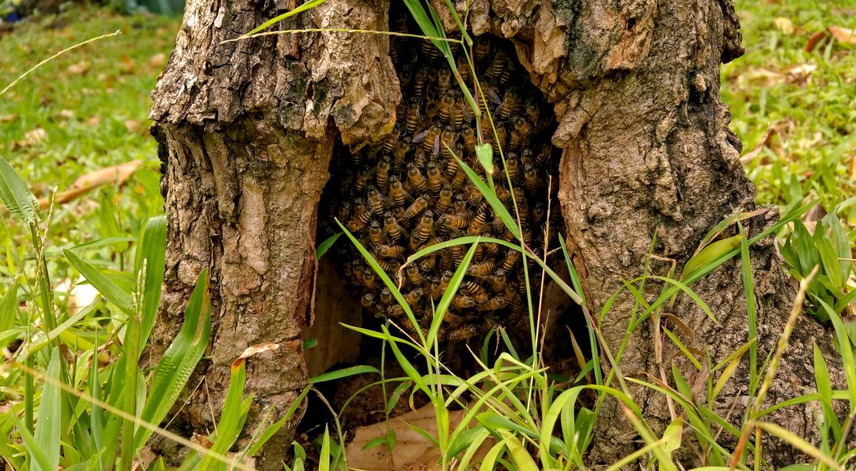Pszczoły i ludzie – renesans bartnictwa