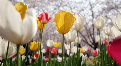 Tulipomania w Holandii, czyli kwiatowa bańka spekulacyjna