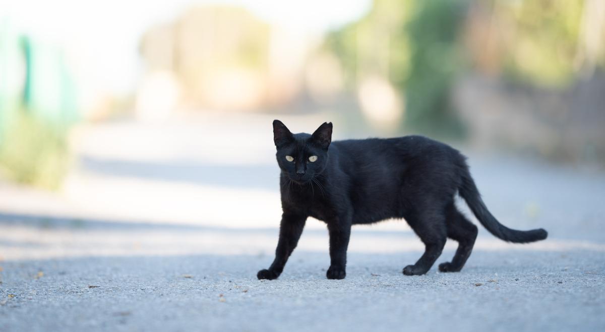 Czarny kot, szamani i smartfony – zabobony stare i nowe