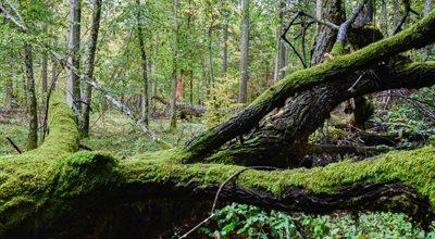 Lasy a ekosystem planety. Jakie znaczenie ma zrównoważona gospodarka leśna?