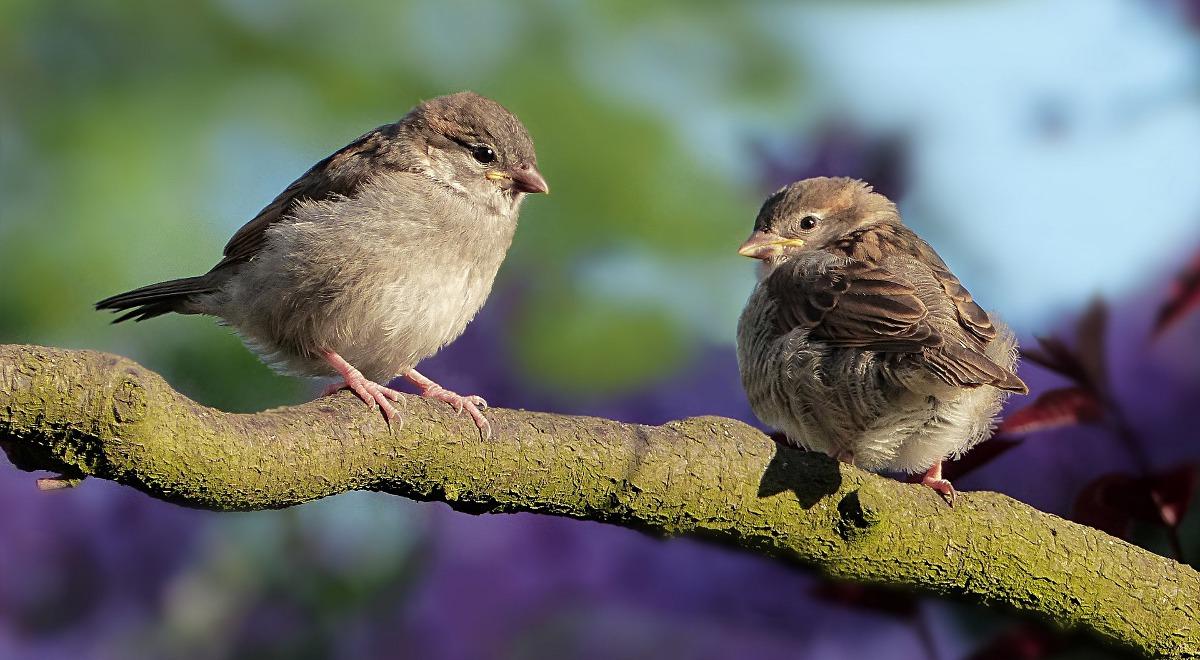 Czy ptaki lubią leniuchowanie?