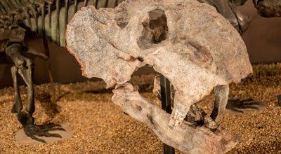 Niezwykłe znalezisko: kości dinozaurów sprzed blisko 220 mln lat odkryto w centralnej Polsce!