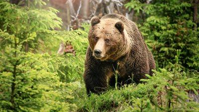 Atak niedźwiedzia na Słowacji. Zwierzę rzuciło się na ludzi w popularnej wśród turystów okolicy
