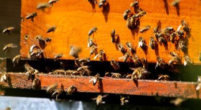 Jak się zachować, gdy użądli nas pszczoła lub osa?