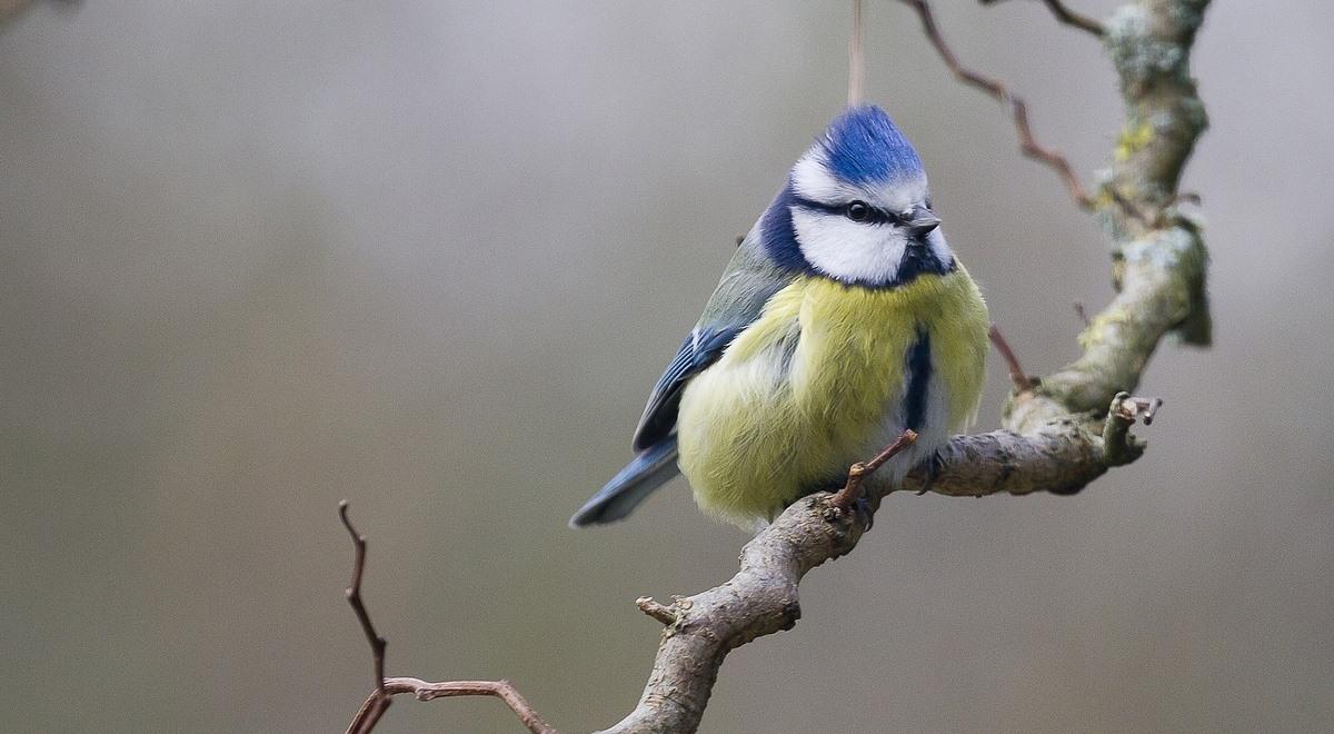 Jakie ptaki możemy usłyszeć zimą?