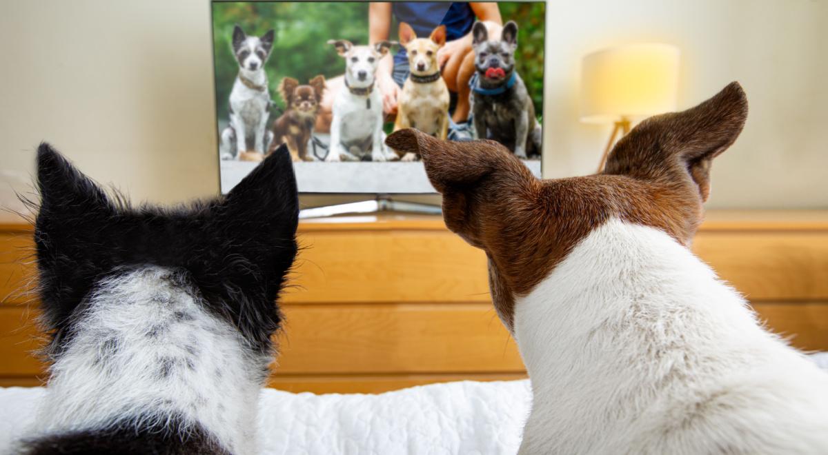Psy i koty chętnie oglądają telewizję... jeśli na ekranie są inni przedstawiciele ich gatunku