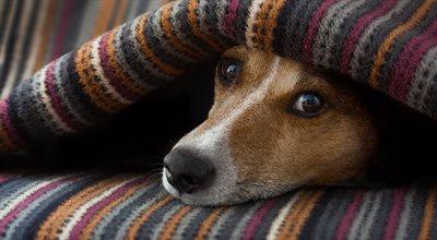Tymczasowe adopcje psów na zimę – dobrodziejstwo czy dodatkowy stres?