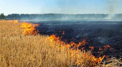 Płoną pola uprawne. Ponad połowa tegorocznych pożarów miała miejsce w lipcu
