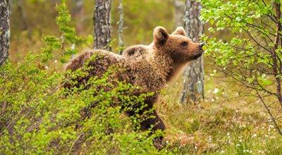 W Bieszczadach niedźwiedź zaatakował leśniczego. Mężczyzna trafił do szpitala