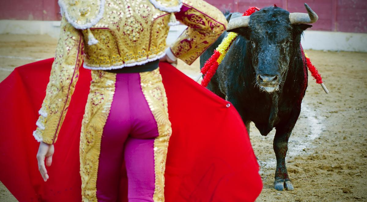 Dlaczego byki denerwują się na widok czerwonej mulety matadora?