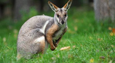 Australia: niezwykły kraj na antypodach, gdzie królują kangury